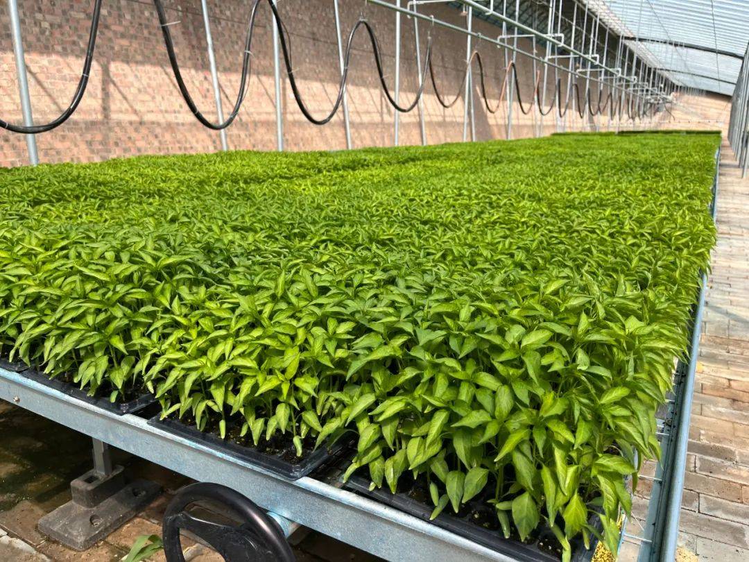 夏能公司：育苗定植正当时 多样化蔬果培育促进产业发展“加速度