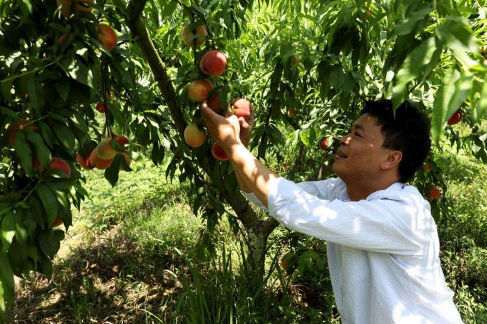 广安市广安区大龙镇：早熟高级造型师桃抢“鲜”上市 优质桃产销